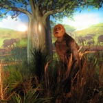 Sahelanthropus w trawie